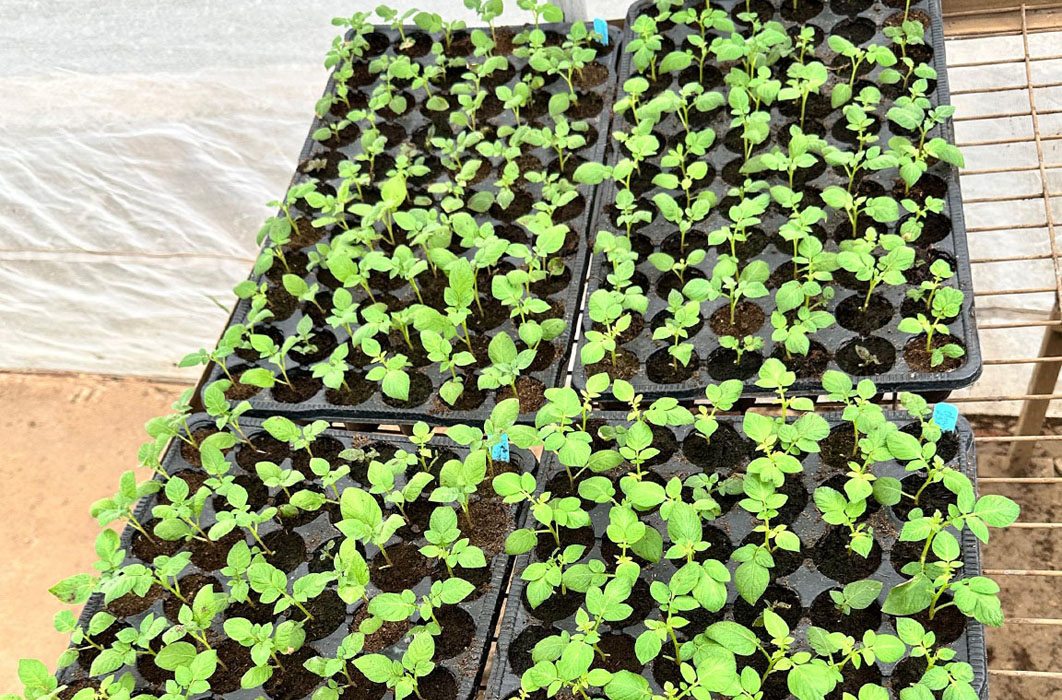 Microbial Solutions